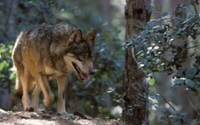 Rinviata in commissione la proposta regionale di abbattimento del lupo della Regione Veneto, al via l'iter di approvazione del Piano nazionale: è l'occasione per trovare soluzioni davvero efficaci