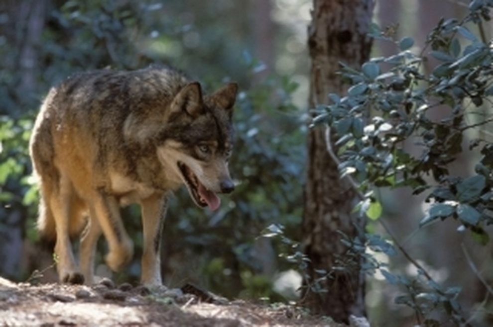 Rinviata in commissione la proposta regionale di abbattimento del lupo della Regione Veneto, al via l'iter di approvazione del Piano nazionale: è l'occasione per trovare soluzioni davvero efficaci