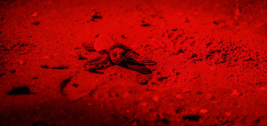 Schiuse le prime uova di caretta-caretta a Jesolo