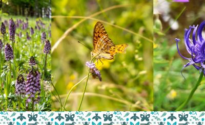 IL MIO GIARDINO BIODIVERSO: AL VIA IL CONCORSO FOTOGRAFICO!
