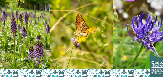 IL MIO GIARDINO BIODIVERSO: AL VIA IL CONCORSO FOTOGRAFICO!