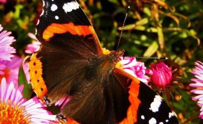 Concorso fotografico “Il mio giardino biodiverso”: un invito a raccontare la natura che cresce accanto a noi