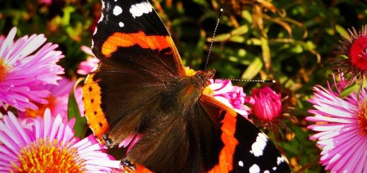 Concorso fotografico “Il mio giardino biodiverso”: un invito a raccontare la natura che cresce accanto a noi