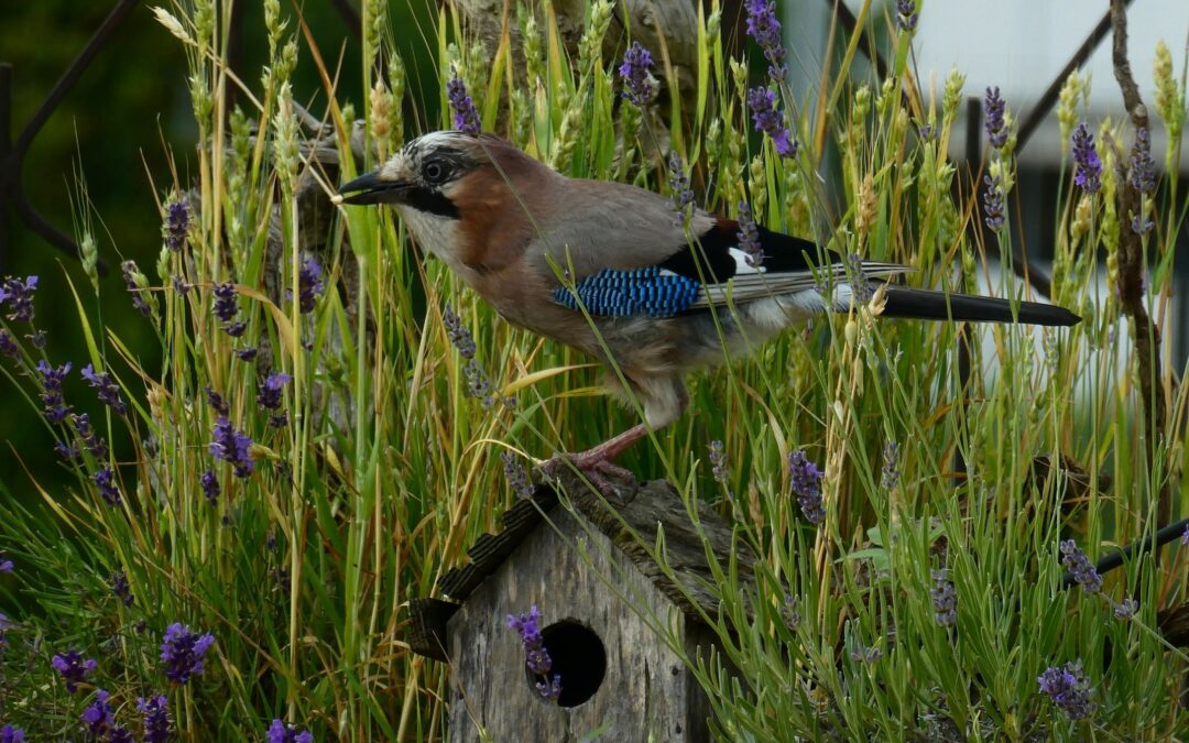 Via al concorso fotografico “Il mio giardino biodiverso” di Legambiente – Edizione 2026