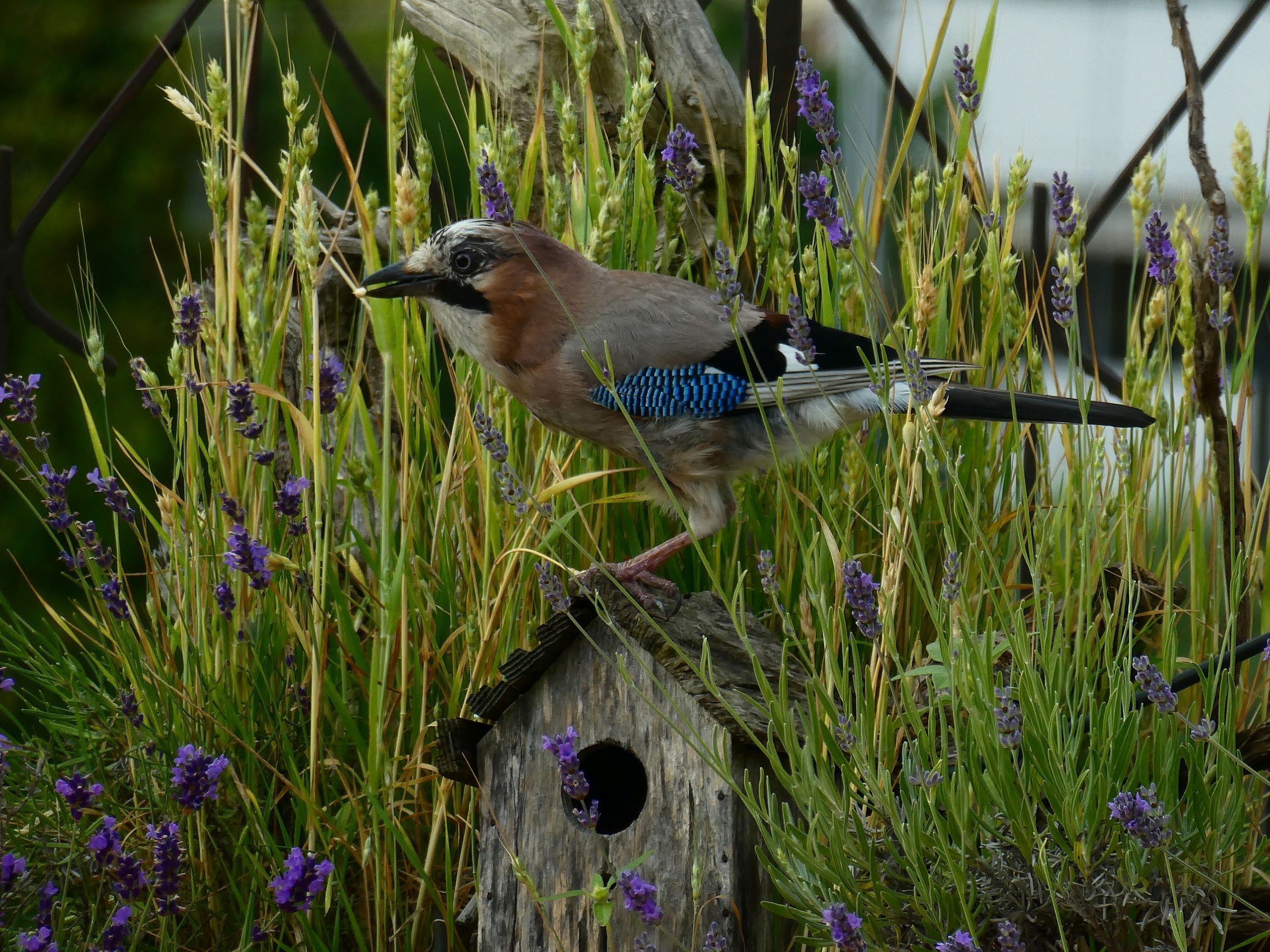 ia al concorso fotografico “Il mio giardino biodiverso” di Legambiente – Edizione 2026